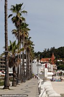 Larger version of Rambla de los Argentinos, the waterfront with palm trees in Piriapolis.