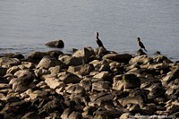Par de patos marrons nas rochas ao longo da terra a margem de água em Piriapolis. Uruguai, América do Sul.