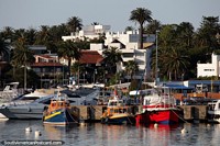 Colorful boats moored, luxury accommodations and a jungle of palm trees in Punta del Este. Uruguay, South America.