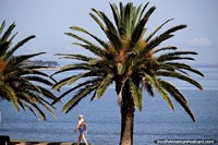 Bela grande palmeira em frente de Praia Mansa, o lado calmo do ponto em Punta do Este. Uruguai, América do Sul.
