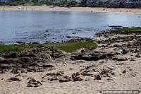 Las rocas y la bahía de la playa Mansa con el paseo marítimo de madera en la parte trasera de Punta del Este. Uruguay, Sudamerica.