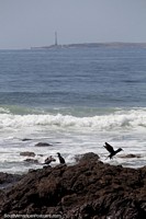 Aves marinas en las rocas y el faro distante en la punta de Punta del Este. Uruguay, Sudamerica.