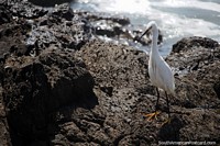 Cigüeña blanca en las rocas junto al mar en la playa Brava en Punta del Este. Uruguay, Sudamerica.