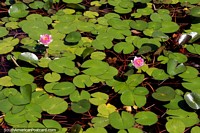 Pink flowers grow from a lily pond at Santa Teresa National Park, Punta del Diablo. Uruguay, South America.