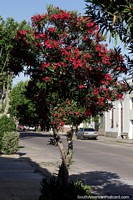 A tree, but a beautiful one with bright red flowers on a street in Treinta y Tres.