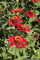 Red cosmos flowers growing in gardens in La Grita.