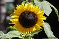 Sunflowers grow at Plaza Bolivar in La Grita.