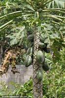 Papaya tree in the mountains around Bailadores.