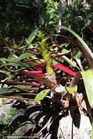 Beautiful evergreen shrub growing at Merida botanic gardens.