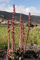 Red-purple colored plant growing in the countryside in El Pedregal.