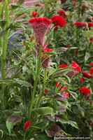 Gardens with red flowers in Barinas.