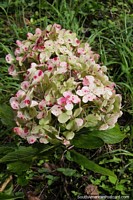 Hydrangea, ornamental plant growing at Guaramacal National Park in Bocono.