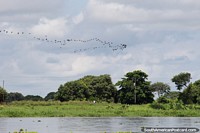 Large family of birds fly over the Portuguesa River and green-lands in Camaguan.