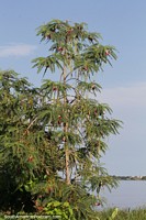 Tree with sporadic red flowers by the river in San Fernando de Apure.