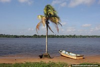 Waterway Cano Manamo, palm tree and boats on the riverfront in Tucupita.