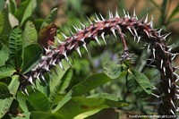 Sharp spikes protrude from this bush on the hilltop in Cumana.