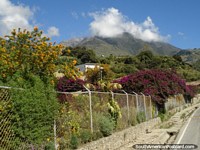 Purple and yellow flowers, green trees and mountains, El Paramo, Merida.