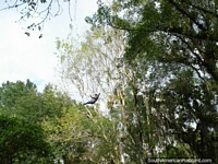 The trapeze through the trees at Merida botanical gardens. Venezuela, South America.