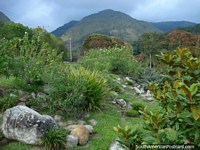 O jardim de rocha, fauna e colinas nos jardins botânicos de Mérida. Venezuela, América do Sul.