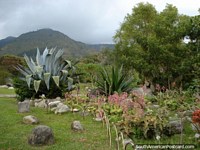 Cacto, rochas, fábricas, árvores e colinas em jardins botânicos Mérida. Venezuela, América do Sul.