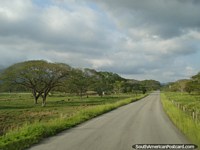 Camino rural hermoso que se dirige hacia el norte a Maracaibo, árboles y campos. Venezuela, Sudamerica.