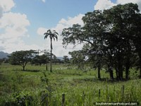Aves y campo verde entre Yaracal y Moron. Venezuela, Sudamerica.