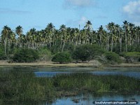 Grosso verde do pântano e as palmeiras entre Tucacas e Moron. Venezuela, América do Sul.