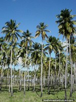 As verdes grossas das palmeiras na costa do norte. Venezuela, América do Sul.