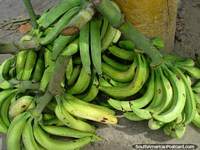Un montón de plátanos verdes por la tierra en Puerto Colombia. Venezuela, Sudamerica.