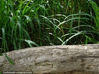 A tiny iguana pokes its head up from behind a log at Parque Cachamay, Ciudad Guayana. Venezuela, South America.