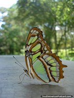 Mariposa verde y marrón en Parque Cachamay en Ciudad Guayana. Venezuela, Sudamerica.