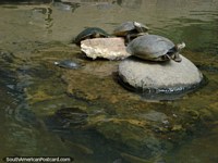 Un grupo de pequeñas tortugas en rocas en Parque Loefling en Ciudad Guayana. Venezuela, Sudamerica.