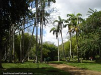 Passe algumas horas andando em volta de Parque Cachamay e Loefling Zoo entre a natureza em Cidade Guayana. Venezuela, América do Sul.