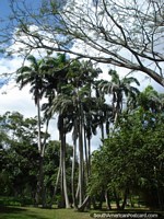 Treescapes de belleza en Parque Cachamay en Ciudad Guayana. Venezuela, Sudamerica.