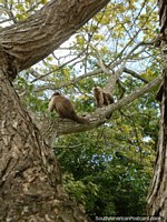 Os macacos jogam nas árvores em cima em Parque Loefling em Cidade Guayana. Venezuela, América do Sul.