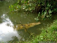 Versão maior do O caimão emerge do seu tanque turvo, pantanoso em Parque Loefling em Cidade Guayana.