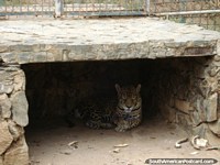 Versión más grande de Uno del par de jaguares en el Parque Loefling duerme a la sombra, Ciudad Guayana.