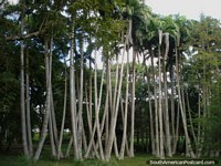 Un manojo grande de árboles V-shaped en Parque Cachamay en Ciudad Guayana. Venezuela, Sudamerica.