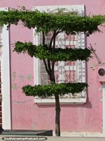 3 level tree in front of a pink house on Boulevard Santa Lucia, Maracaibo. Venezuela, South America.