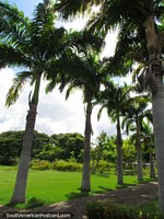 Versão maior do Os Jardins botânicos em Cidade Bolivar, um enorme parque.