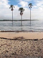 3 árboles del trillizo están de pie juntos en la laguna en Canaima. Venezuela, Sudamerica.