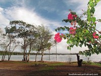 Pink flowers and trees beside the lagoon at Canaima.