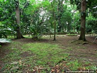 Árboles y el suelo forestal en Parque El Fuerte - San Felipe. Venezuela, Sudamerica.