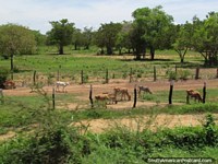 Los terneros pastan en el campo verde enorme entre Maracaibo y Coro. Venezuela, Sudamerica.