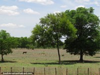 A lone horse in a paddock with large trees between Maracaibo and Coro. Venezuela, South America.