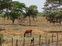 O cavalo esfola no terreno de agricultura áspero entre Maracaibo e Coro. Venezuela, América do Sul.