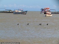 Un grupo de 5 aves marinas negras rema con pala en las aguas en el La Vela de Coro. Venezuela, Sudamerica.