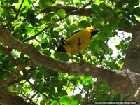 Um pássaro amarelo em uma árvore na praça pública em Pueblo Nuevo. Venezuela, América do Sul.