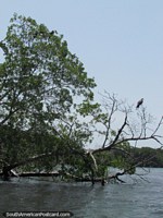 Versão maior do A ilha de pássaros (Ilha Los Pajaros) em Parque Nacional Morrocoy.