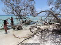 Larger version of Dry trees and driftwood make pretty patterns at Cajo Sombrero, Morrocoy National Park.